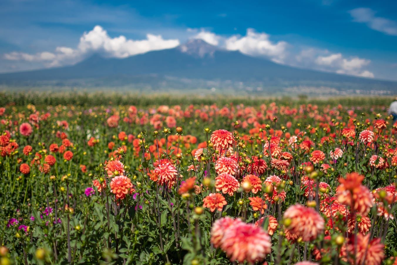 Entregará Ayuntamiento de Huamantla plantas de Dalia en el marco de la Feria 2023